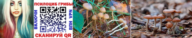 наркотики  Карачаевск  Галлюциногенные грибы MAGIC MUSHROOMS 