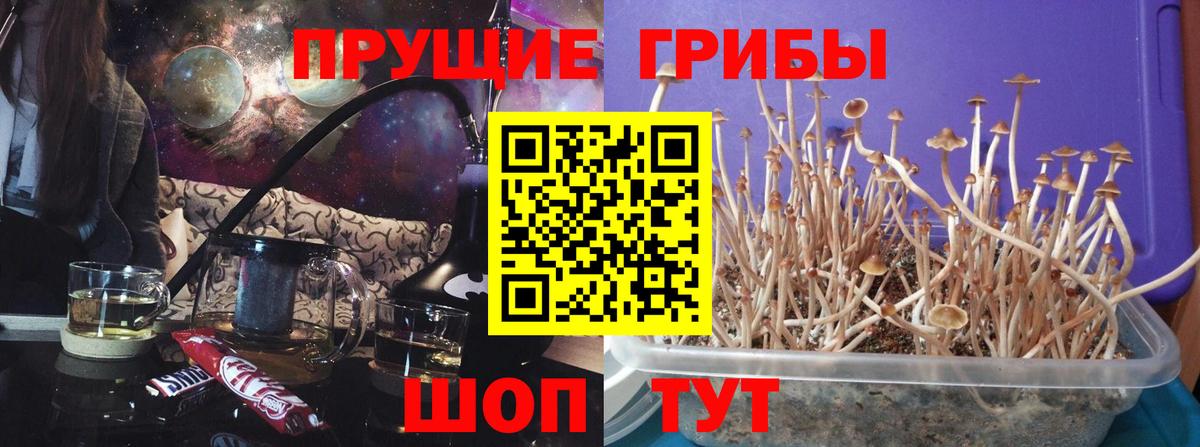 Галлюциногенные грибы Psilocybe Карачаевск